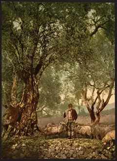 Shephard: Shephard with flock in olive grove, Mentone, Riveria