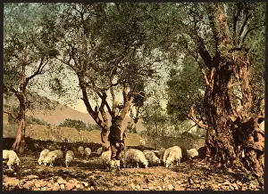 Shephard: Shephard tending sheep in olive grove, Mentone, Riviera