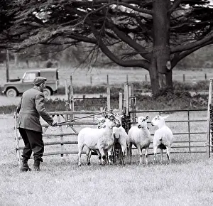 Chevis: Shepherd