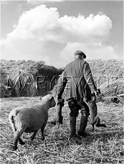 Lambing: SHEPHERD CARRYING LAMBS
