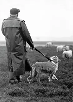 Wellies: Shepherd, dog and sheep