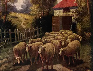 Sunlit: Shepherd and Flock