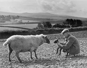 Cheviot: Shepherd with lamb and sheep, Devon