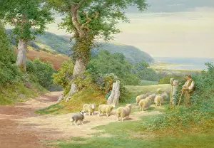 Guiding: Shepherd and Sheep