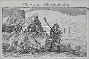 Northumbria: Shepherd with his sheep