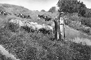 Flocks: Shepherd with sheep and goats, Holy Land