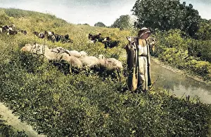 Flocks: Shepherd with sheep and goats, Holy Land