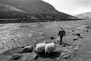 Countryman: Shepherd with his sheepdog and sheep beside the River Tees