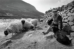 Countryman: Shepherd with his sheepdog and sheep beside the River Tees