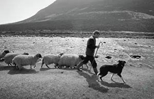 Countryman: Shepherd with his sheepdog and sheep beside the River Tees