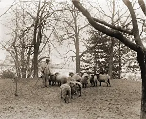 Frugality: Shepherd with the White House sheep that ?