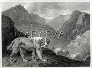 Reinagle: SHEPHERDS DOG (REINAGLE)