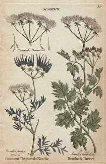 Shepherds needle, Scandix pecten veneris, and