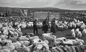 Uist: Shepherds at North Uist, Outer Hebrides, Scotland
