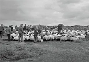 Uist: Shepherds at North Uist, Outer Hebrides, Scotland