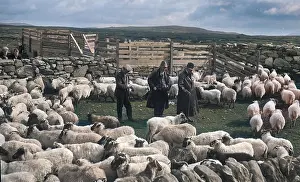 Uist: Shepherds at North Uist, Outer Hebrides, Scotland