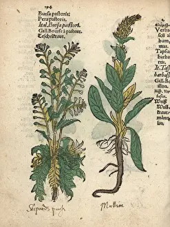 Mullein: Shepherd's purse, Capsella bursa-pastoris