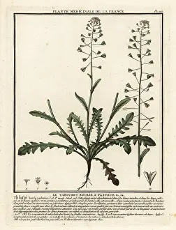 Plante Medicinale De La France: Shepherd's purse, Capsella bursa-pastoris