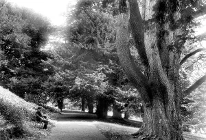 Sherborne: Sherborne, Yew Tree Walk 1904