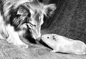 Pigs: Shetland Collie and Guinea Pig