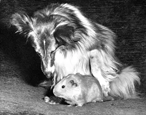 Pigs: Shetland Collie and Guinea Pig