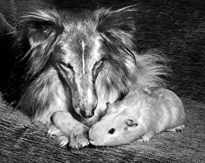 Pigs: Shetland Collie and Guinea Pig