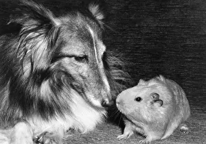 Pigs: Shetland Collie and guinea pig