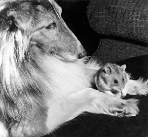 Pigs: Shetland Collie and guinea pig