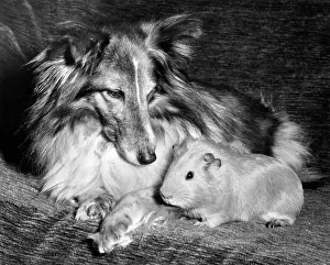 Pigs: Shetland Collie and guinea pig