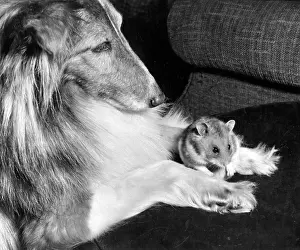 Pigs: Shetland Collie and guinea pig