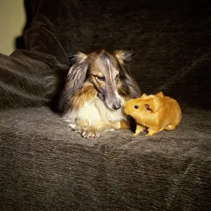 Shetland Collie and guinea pig on a sofa