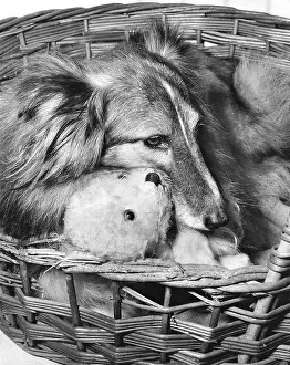 Wickerwork: Shetland Collie and Teddy Bear