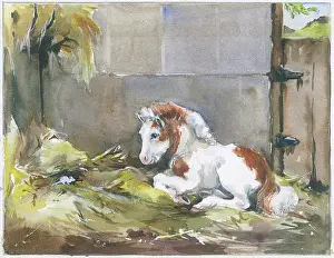 Orton: Shetland foal looking at a mouse in the straw