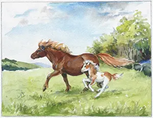 Orton: Shetland mare and foal trotting in field