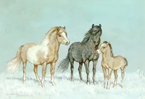 Butterworth: Two Shetland ponies and foal in the snow