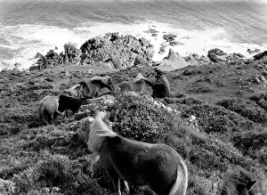 Minder: Shetland ponies at The Lizard, Cornwall