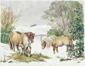 Orton: Three Shetland ponies in the snow