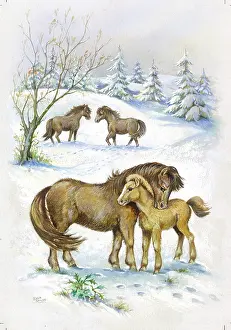 Ella: Shetland Ponies in the snow