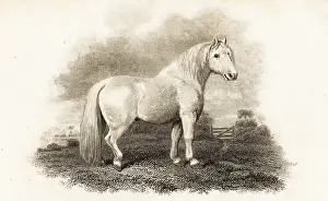 Sciences And Literature: Shetland Pony