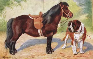 Equestrianism: Shetland Pony and St Bernard Dog