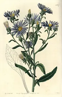 Aster: Shewy aster, Aster spectabilis