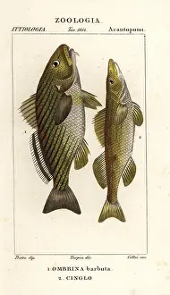 Beta: Shi drum and cingle