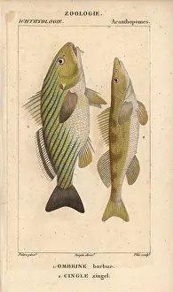 Jussieus: Shi drum, Umbrina cirrosa, and cingle, Zingel zingel