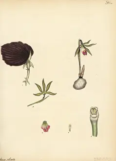 James Vere: Shield orchid, Nervilia plicata