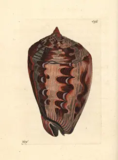 Shielded: Shielded dogwhelk, Nassarius arcularia plicatus