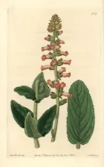 Shifting: Shifting leaved gesnera, Sinningia allagophylla