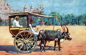 The Roseries Collection: A Shigean, Mumbai, India