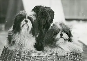 Thomas Fall: THREE SHIH TZU/1949