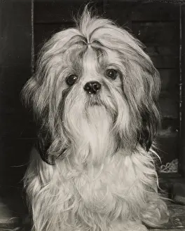 Shih: Shih Tzu