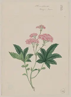 Japonica: Shimotsuke - May-June